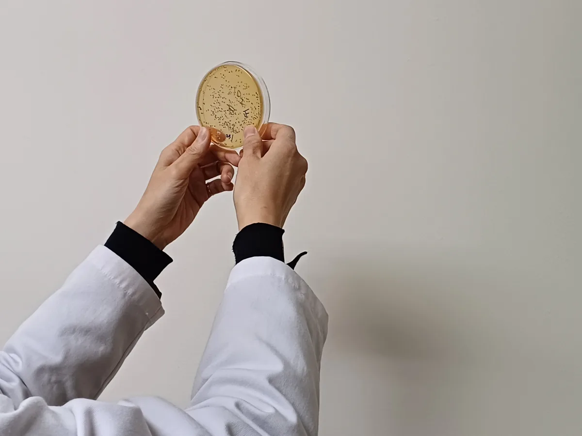 Research culture — petri dish cultivation